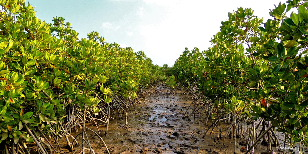 Today is #WorldMangrovesDay!
Mangroves play an important #ecological role by providing protection from #cyclones, aid in climate change mitigation and provide a source of #livelihood. 

1/5