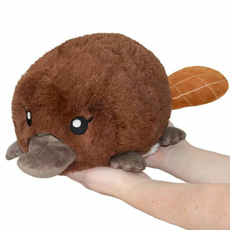  @yuounho You can bring this platypus into your room yunho. Pewpew 