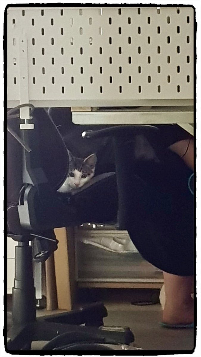 demoniacalchild's tweet photo. 2nd Day with us and Hiro likes my working chair like our old lady Jamie
°˖✧◝(⁰▿⁰)◜✧˖°
Do you also have to share your chair with your pets? :D
#chairsharing https://t.co/cDu3VagKuz
