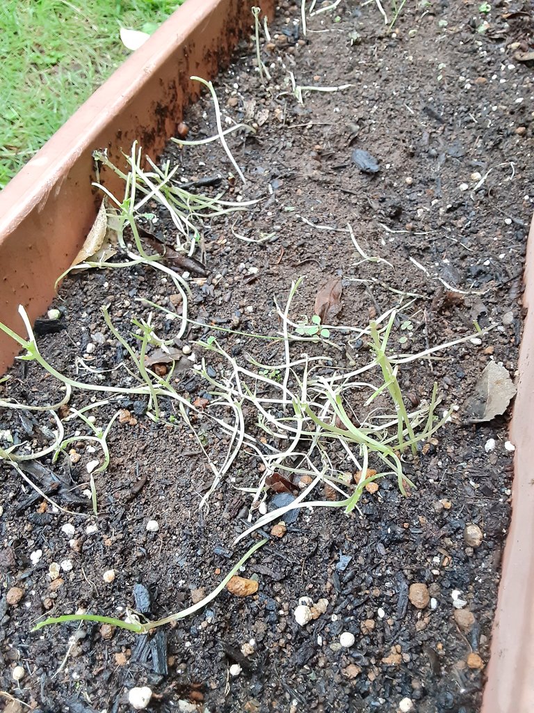 家庭菜園失敗 Twitter Search Twitter