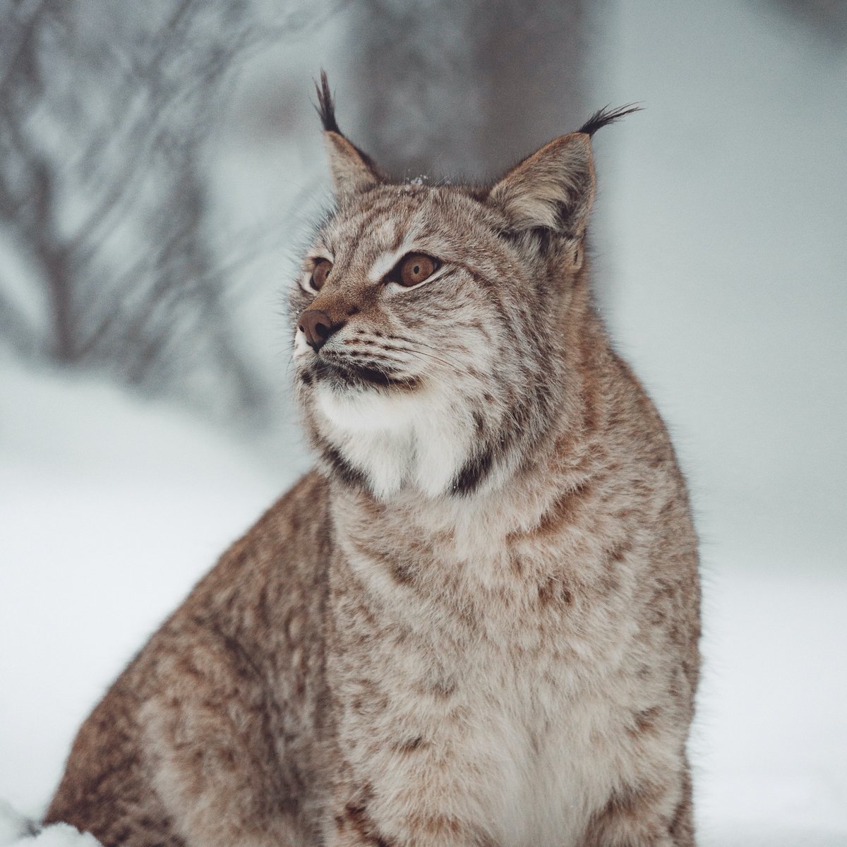 Lynx_Scotland's tweet photo. RT if you would like a community and science led trial reintroduction of lynx to Scotland. @nature_scot https://t.co/VPL77Cx5xz