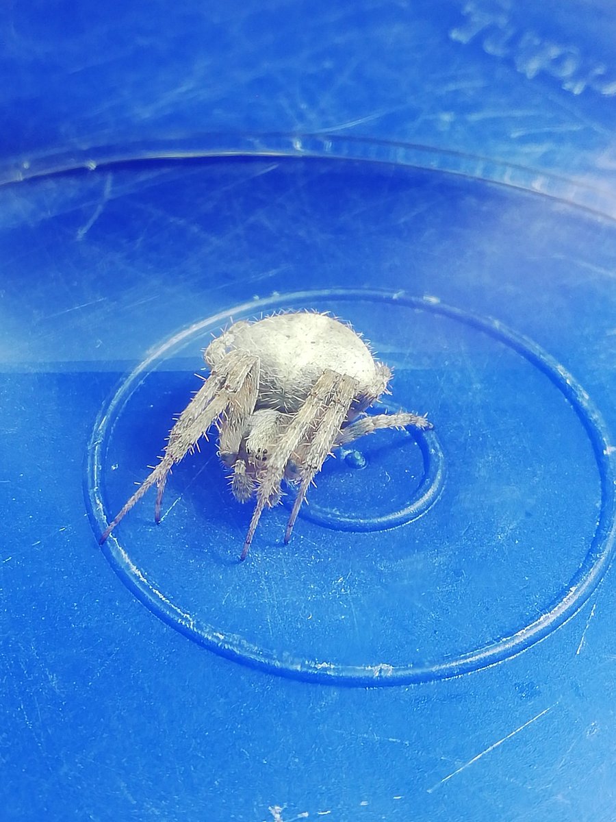 2_gamez's tweet photo. @Arachno_Cosas me encontré esta amiga en las plantas de mi mamá nunca había visto una así, ¿Como se llama? ¿Es peligrosa? https://t.co/KK6yWMJ65U
