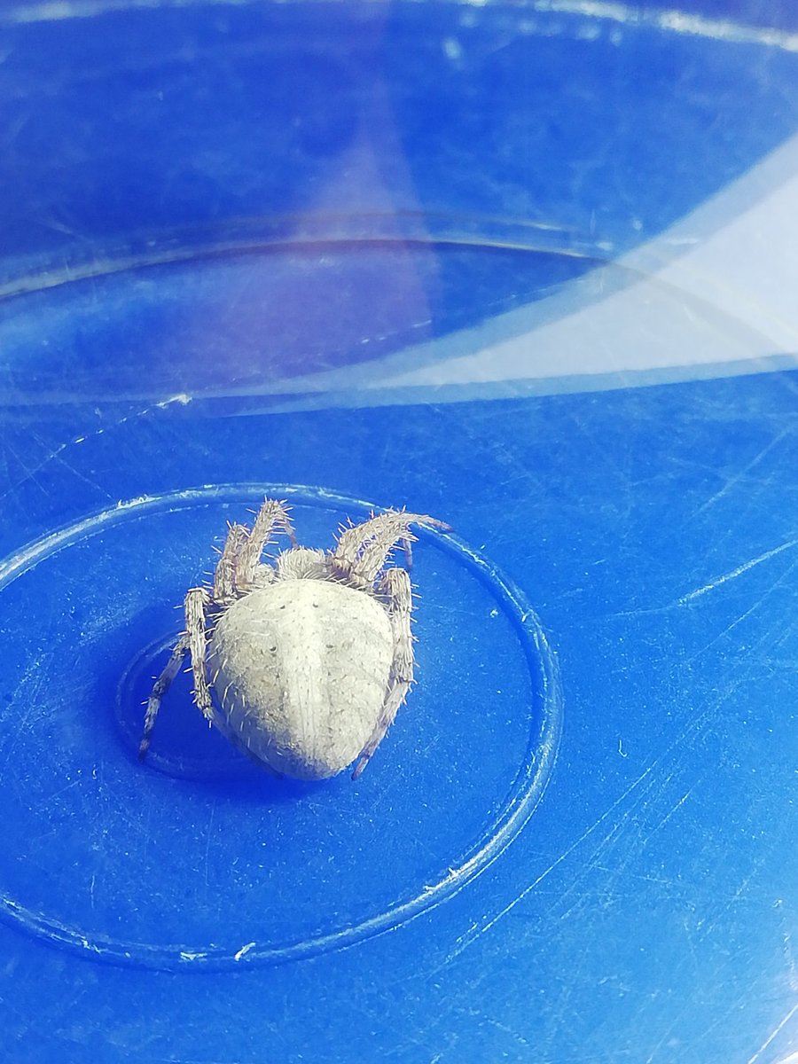 2_gamez's tweet photo. @Arachno_Cosas me encontré esta amiga en las plantas de mi mamá nunca había visto una así, ¿Como se llama? ¿Es peligrosa? https://t.co/KK6yWMJ65U