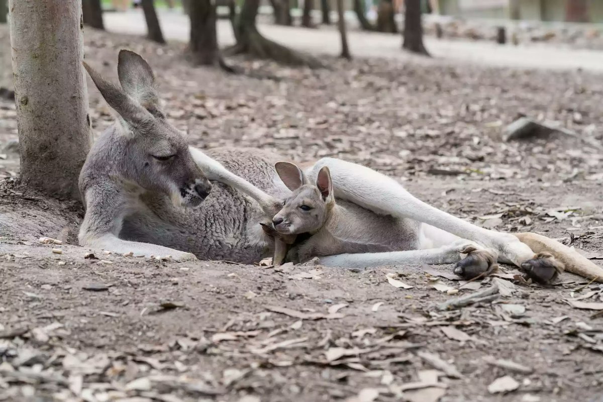 I feel like I could just rapid fire these, at a certain point.Kangaroos have three vaginas, and they can get pregnant WHILE pregnant.