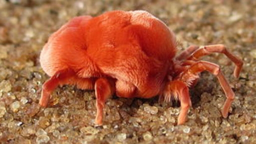 Red Velvet Mites build scultptures using their sperm as glue - if the lady likes it, she'll sit on it.