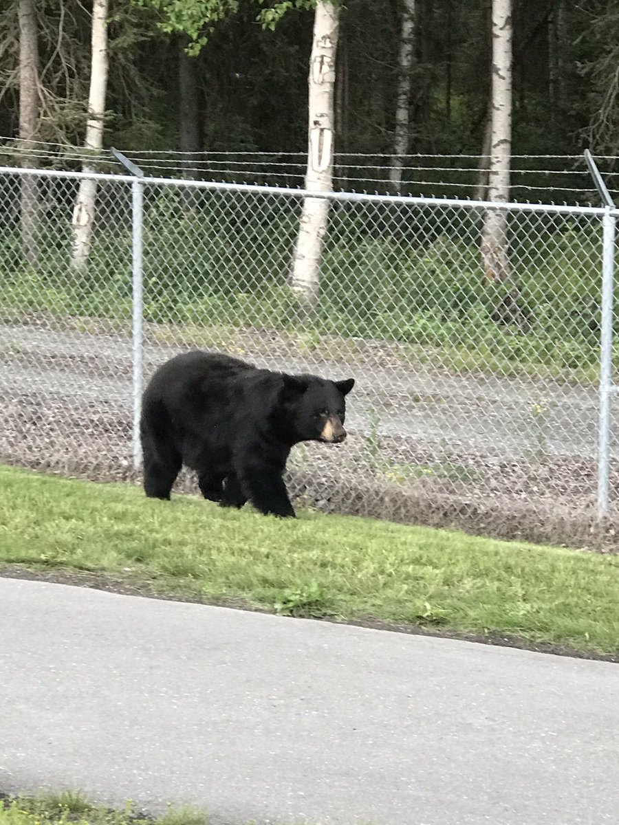Enslow_P's tweet photo. Scouting report:

✅ Athletcism (climbed a fence)
✅ Competitor(wasn’t phased by the barb wire)
✅ Poise (Didn’t let a little adversity stop him)

Been in the business for a long time and athletes like this don’t come around often. #FirstRoundTalent https://t.co/NqbVS9PdfM