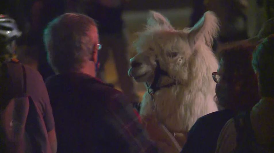 KOINNews's tweet photo. Spotted: Caesar the No Drama Llama in downtown Portland at the nightly protest. 

Livestream: https://t.co/Qo6PhmtZhk https://t.co/eGs6Kdlfvi