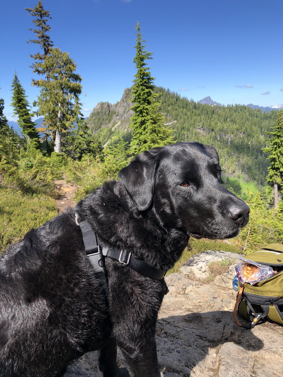 rees_da's tweet photo. The views from the summit were stunning complete with some July snow and snowball fights and even Sam managed to join us #dogdidwell #snowinJuly https://t.co/gZPxwEPn40