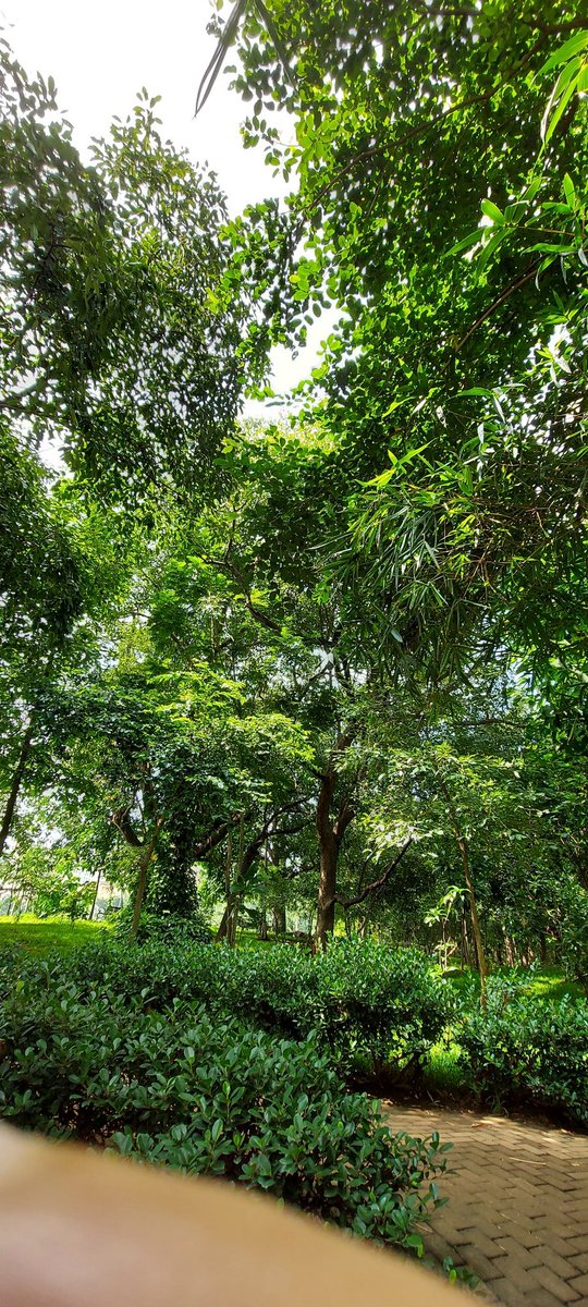swatigar's tweet photo. Time for #treeshots #trees Thane July 2020 https://t.co/EGvoKEYUaG