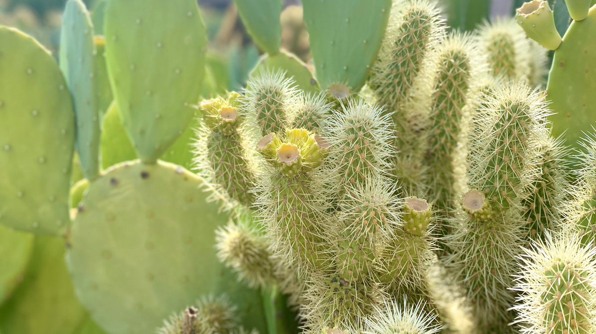 Desert Botanical Garden tweet media