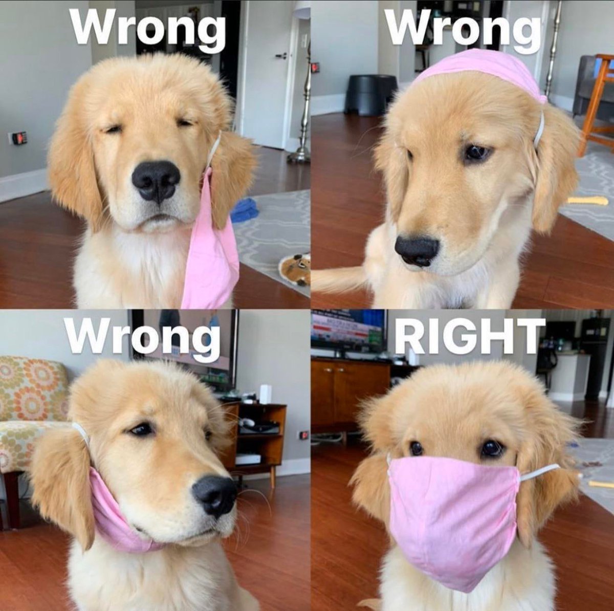 FernFly's tweet photo. How to wear a mask... #COVID https://t.co/eLYMrdPJgf