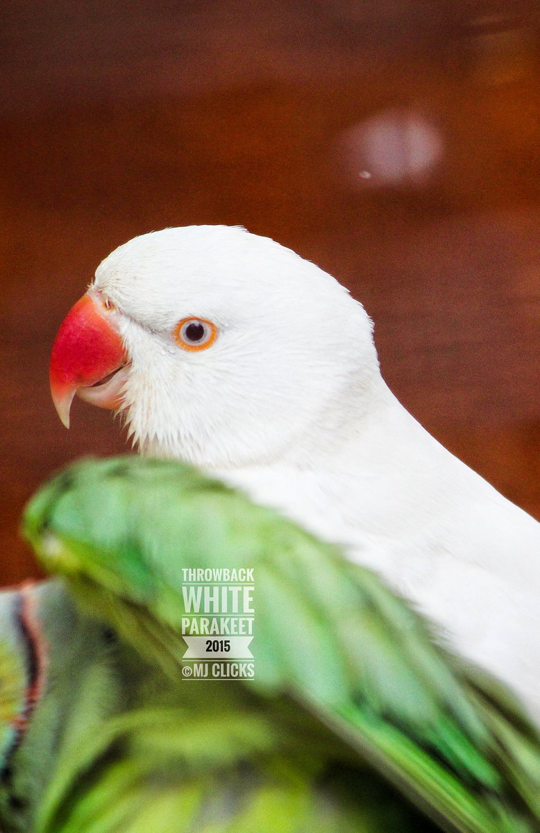 ManojsSekar's tweet photo. வெள்ளைக்கிளி with பச்சைக்கிளி 💚💚
White Parakeet with Green Parakeet
#MJclicks #ThrowbackClicks #GreenParakeet #WhiteParakeet #photography #photographer #twitterphotography https://t.co/oZMdCN6XH6