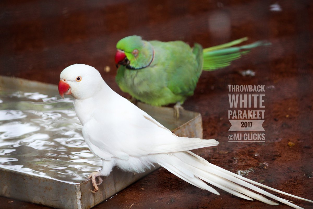 ManojsSekar's tweet photo. வெள்ளைக்கிளி with பச்சைக்கிளி 💚💚
White Parakeet with Green Parakeet
#MJclicks #ThrowbackClicks #GreenParakeet #WhiteParakeet #photography #photographer #twitterphotography https://t.co/oZMdCN6XH6
