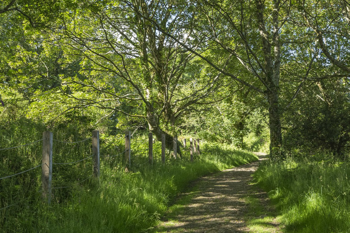 nationaltrust's tweet photo. On your next woodland wander, notice how the sun shines on fluttering leaves and dapples the earthy floor. The little things are full of beauty.
#EveryoneNeedsNature https://t.co/aLrE0VB4AF
