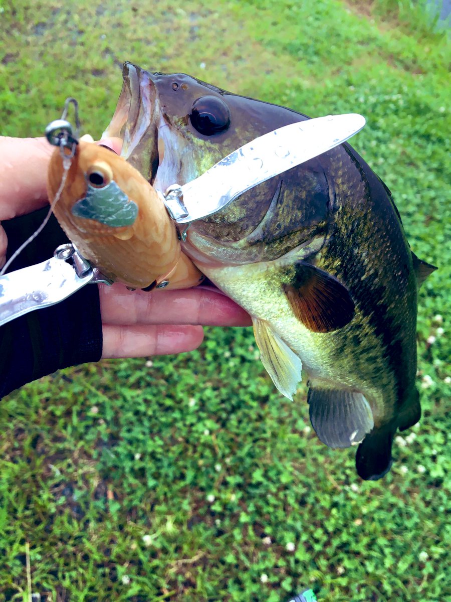 𝓶𝓲𝓷𝓸𝓷 試作で作ってみた羽根モノで一匹 超絶土砂降りの中バコッとバイト ハンドメイドならサイズ関係なく嬉しい Nfbsないちゅーん Minonmaker Bassfishing ハンドメイドルアー バス釣り 羽根モノ