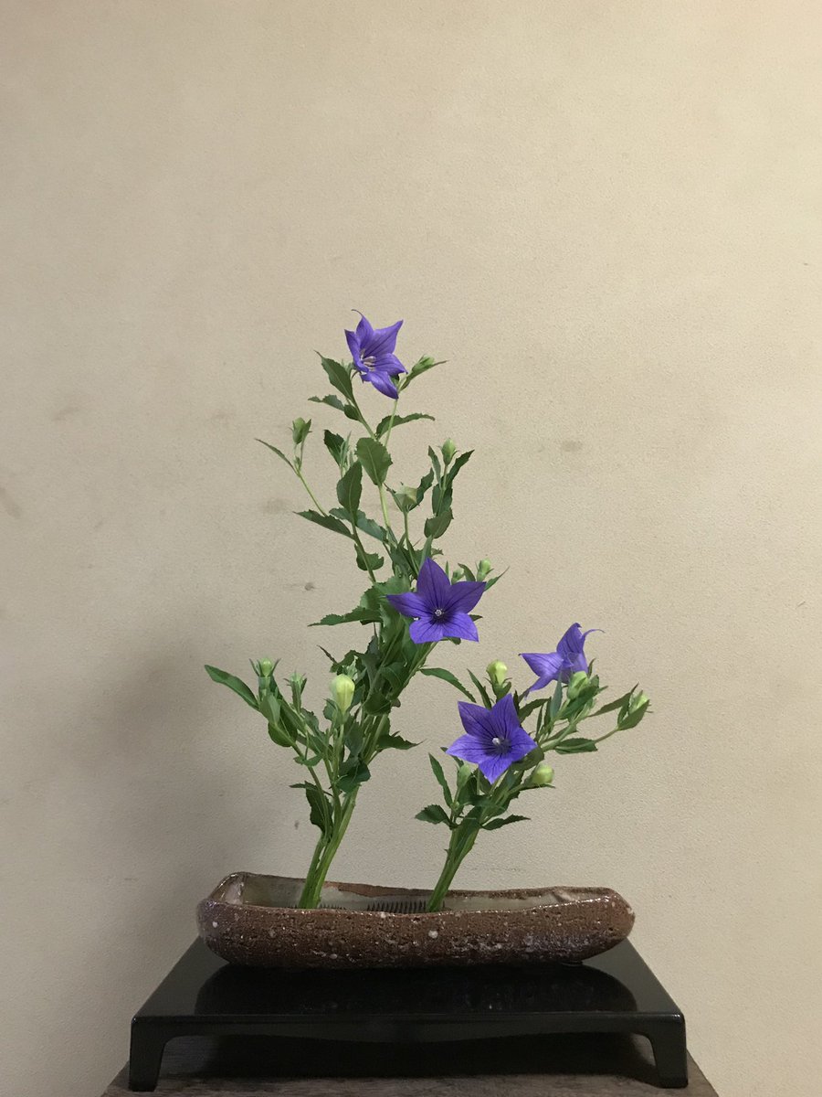 未生流 大津いけばな教室 桔梗の分体生け T Co Sbp2jsthfi 未生流 大津いけばな教室 T Co Udcctgvfns 未生流 いけばな 華道 格花 分体生け 桔梗 いけばな教室 大津市 T Co 6uzmqyj7ef Twitter