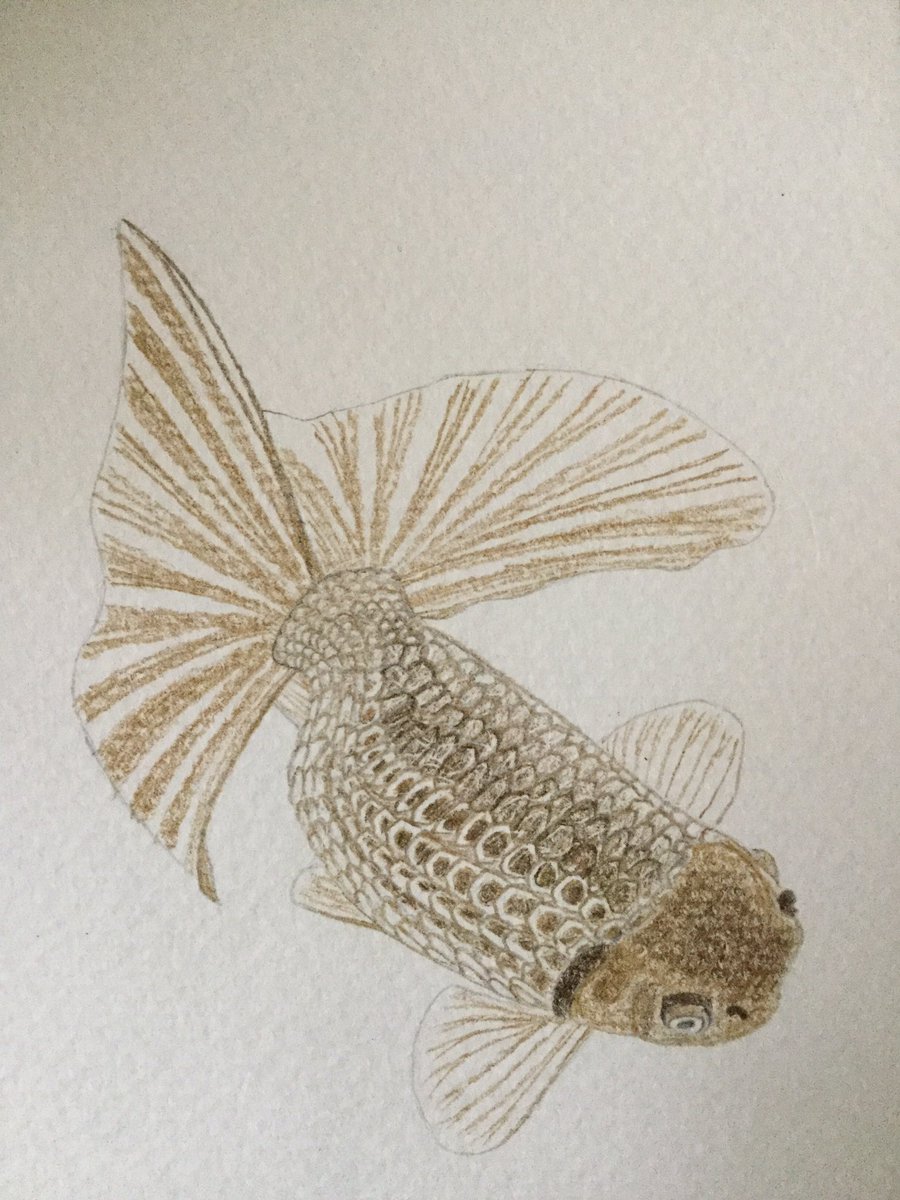 青鳥 華月 写真を見て描いてみました 鱗を描くのが難しかったです 津軽錦 金魚 金魚イラスト 金魚好きさんと繋がりたい 絵描きさんと繋がりたい 青鳥 華月 写真を見て描いてみました 鱗を描くのが難しかったです 津軽錦 金魚 金魚イラスト 金魚好きさんと繋がりたい 絵描きさんと繋がりたい
