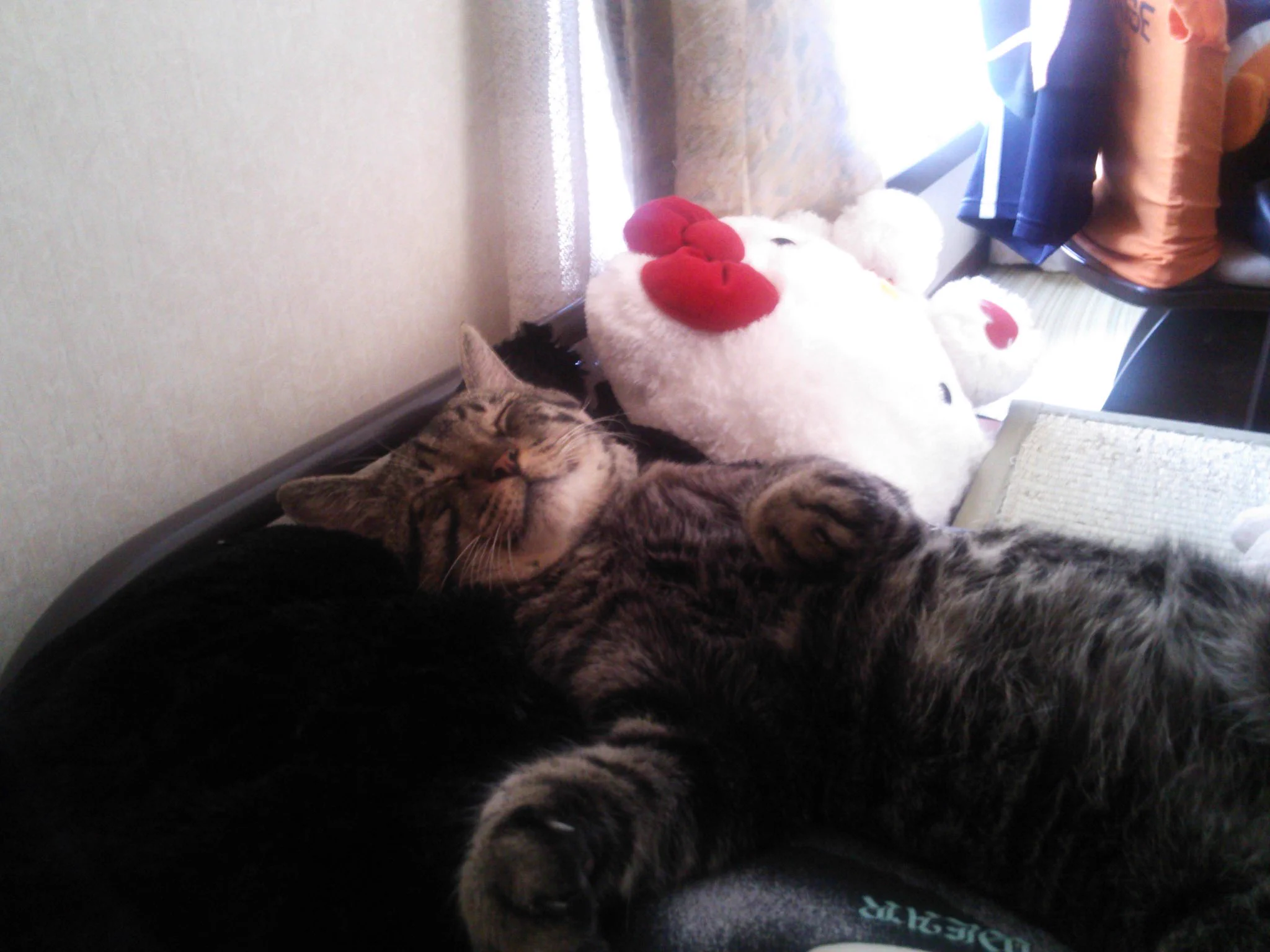 腹みせZzz..(ˇ㉨ˇ๑)  