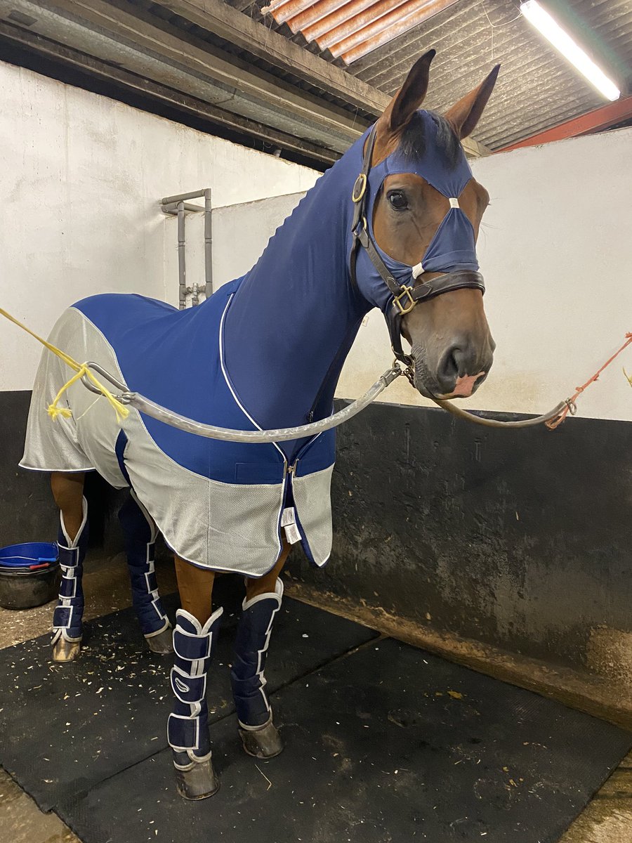 CollettEventing's tweet image. I’ve waited 447 days for today .... MR BASS is finally back at an event ❤️ On the way to @BictonArena with MR BASS and LONDON 52 for the AI and MOONLIGHT CHARMER for the Int 🤞🏼#Excited #BetterThanChristmas