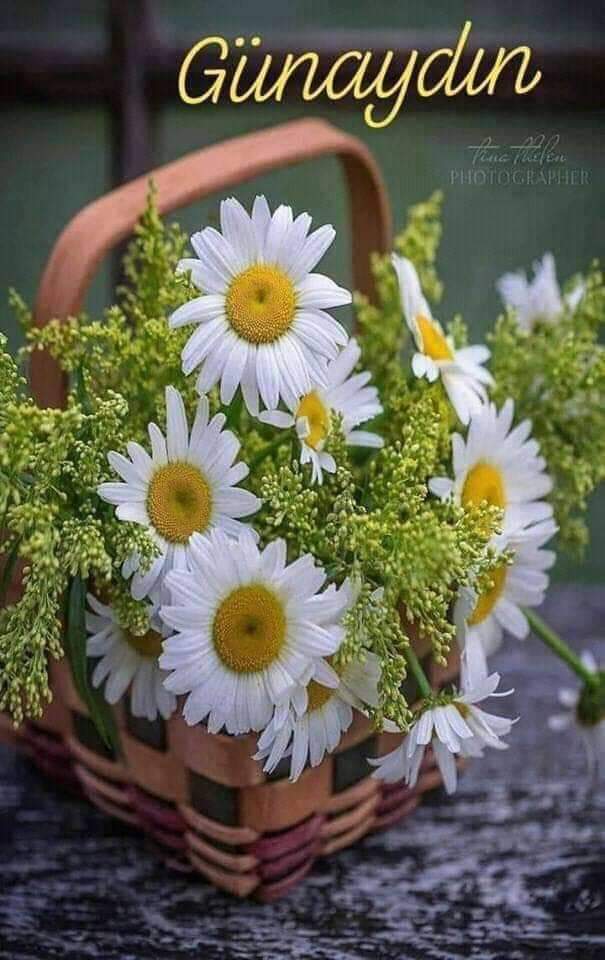 Fikret Sert (@fikretsert8) on Twitter photo 