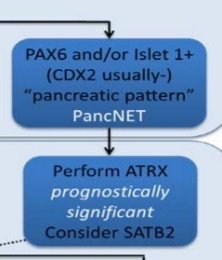Also in Round 1, a diagnosis of PancNET can be confirmed with ATRX loss, or challenged by SATB2- wherein a positive stain would point towards rectal origin. (My apologies to Dr. Bellizzi for cutting his algorithm in segments )