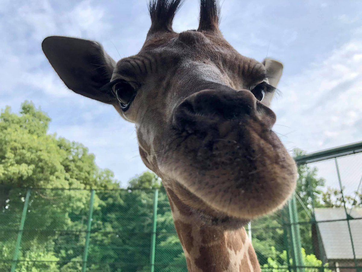 埼玉県こども動物自然公園 6月15日にうまれたオスのキリンの名前が 名前投票の結果 ルン に決まりました お父さんの マル とお母さんの リン から1文字づつ取っています うまれて1ヶ月ちょっとのルンですが お母さんに負けじと もりもりエサ