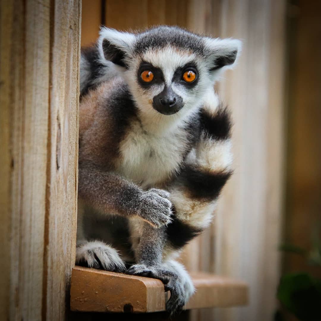 CunningWildlife's tweet photo. Adorable alert!! Baby ringtailed lemurs!
#lemurs #lemur #lemursofmadagascar #primate #prosimian #ringtailedlemur #cute #adorable #conservation @chesterzoo https://t.co/ZA7sNlJK2w https://t.co/xK6AGAwwYU