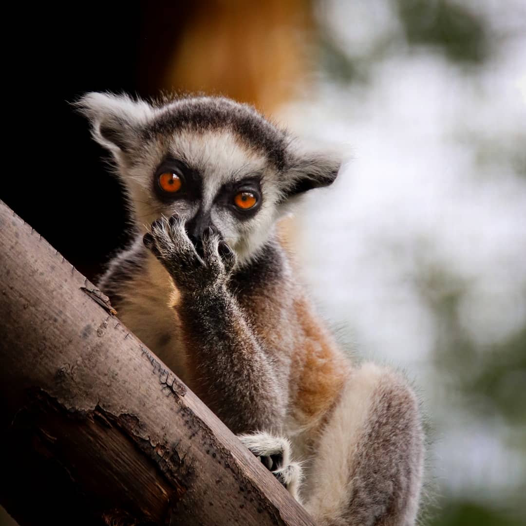 CunningWildlife's tweet photo. Adorable alert!! Baby ringtailed lemurs!
#lemurs #lemur #lemursofmadagascar #primate #prosimian #ringtailedlemur #cute #adorable #conservation @chesterzoo https://t.co/ZA7sNlJK2w https://t.co/xK6AGAwwYU