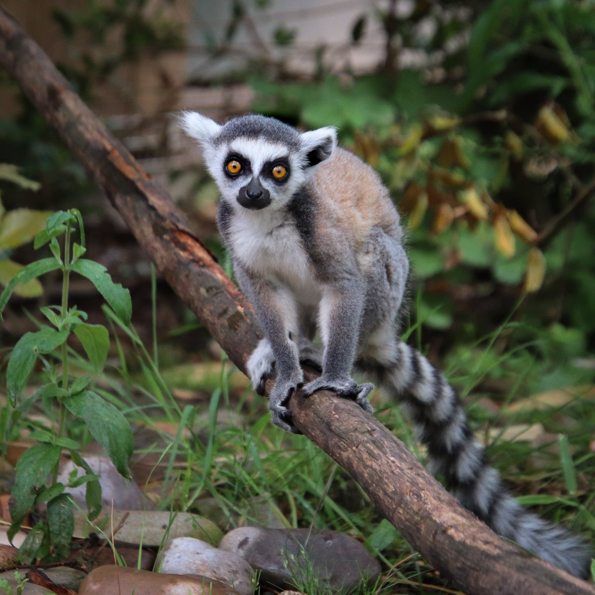 CunningWildlife's tweet photo. Adorable alert!! Baby ringtailed lemurs!
#lemurs #lemur #lemursofmadagascar #primate #prosimian #ringtailedlemur #cute #adorable #conservation @chesterzoo https://t.co/ZA7sNlJK2w https://t.co/xK6AGAwwYU
