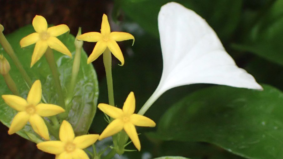 akimoki333's tweet photo. 庭に咲いたハンカチの花
Handkerchief flowers #konronka blooming in the #garden https://t.co/bqmZHpqdv2