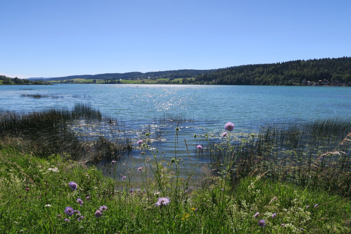 lestrepublicain's tweet image. Connu essentiellement pour ses montagnes, le Haut-Doubs recèle pourtant de nombreux autres joyaux. En tête, le lac de Saint-Point : à découvrir dans notre long-format ⛰
➡ estrepublicain.fr/magazine-touri… #tourisme #longform #longformat #HautDoubs #beautiful #lake