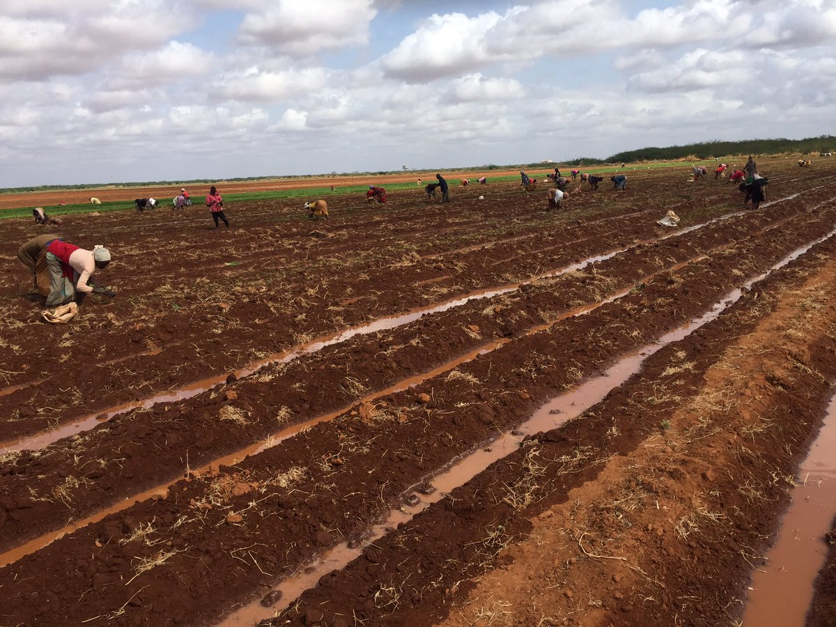 amin_maslah's tweet photo. The final phase of my #onionproject
May Allah make it successful.#inshaAllah
#STAYHOMESAFELIVES
#Realfarming
#Realhustle
#AgribussinesstTalk254 https://t.co/10lkcBRRcX