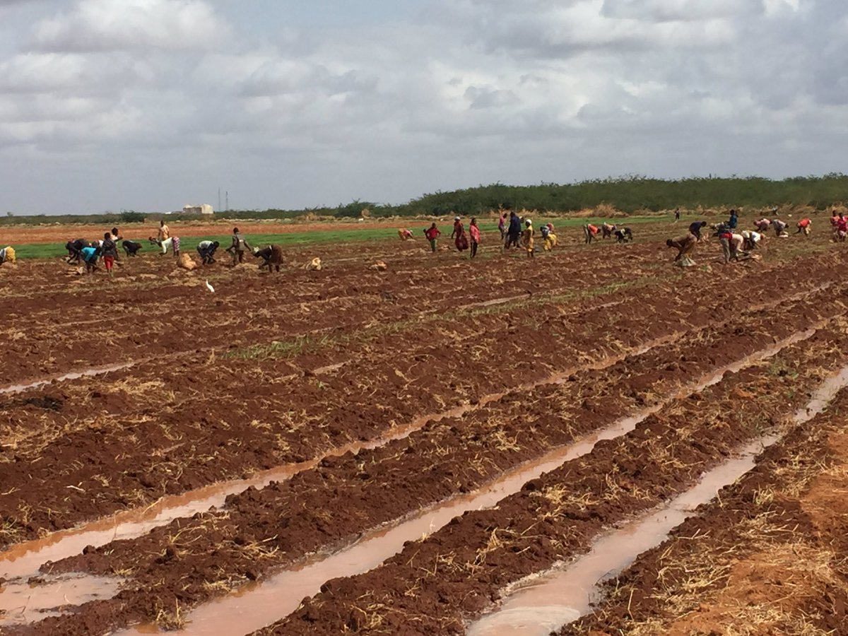 amin_maslah's tweet photo. The final phase of my #onionproject
May Allah make it successful.#inshaAllah
#STAYHOMESAFELIVES
#Realfarming
#Realhustle
#AgribussinesstTalk254 https://t.co/10lkcBRRcX