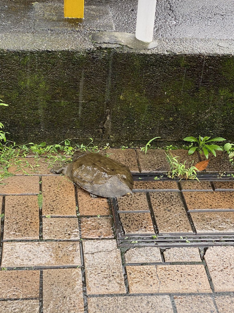 Rスイミングクラブ富士 R51007985 Twitter