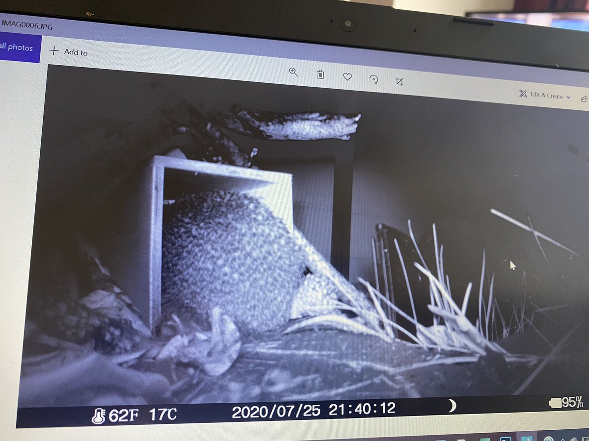 Denise_Gentry1's tweet photo. I think the hedgehog is happy with the new addition to our garden @BBCSpringwatch #hedgehoghouse #hedgehog #NaturePhotography #naturecamera https://t.co/tN2fQ5RbB7