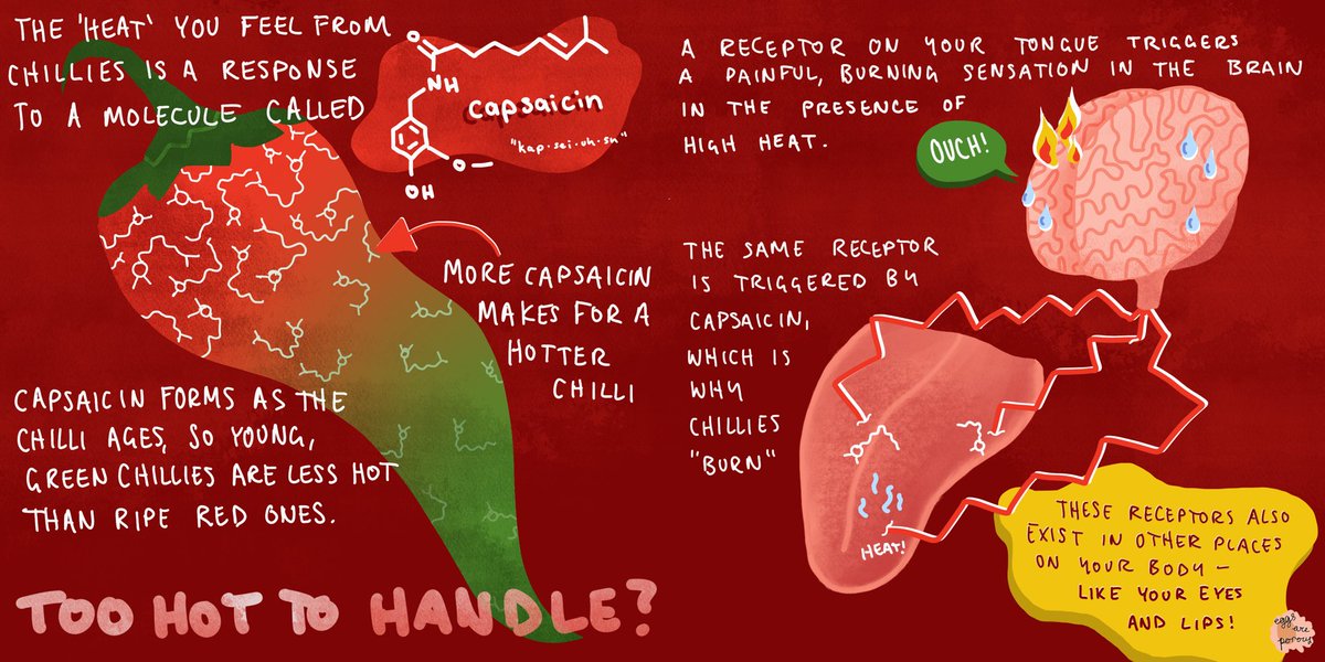 eggsareporous's tweet photo. is it getting hot in here or is it just all this capsaicin? 🥵

this next entry in our series of infographics covers the science behind chillies, and what you can do when things get too hot to handle

check it out at: https://t.co/HXyuTYXZL3
 
#foodscience #scicomm #scomweb2020 https://t.co/E03CcHH8BX