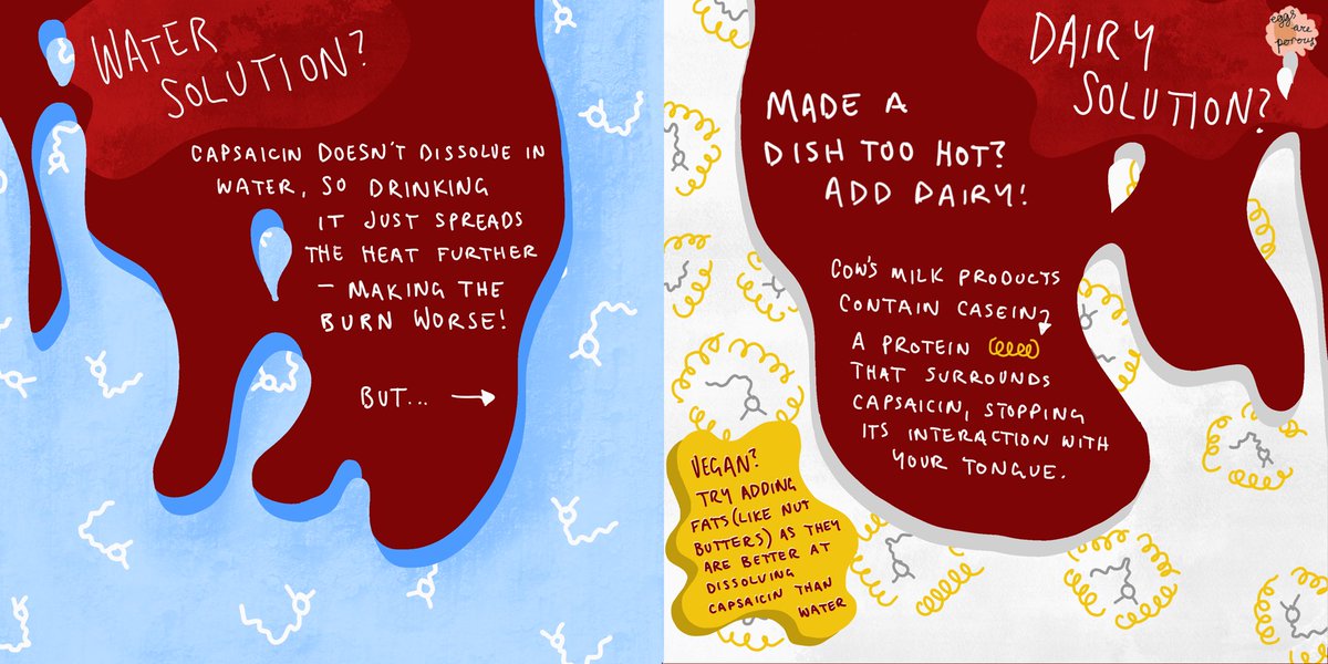eggsareporous's tweet photo. is it getting hot in here or is it just all this capsaicin? 🥵

this next entry in our series of infographics covers the science behind chillies, and what you can do when things get too hot to handle

check it out at: https://t.co/HXyuTYXZL3
 
#foodscience #scicomm #scomweb2020 https://t.co/E03CcHH8BX