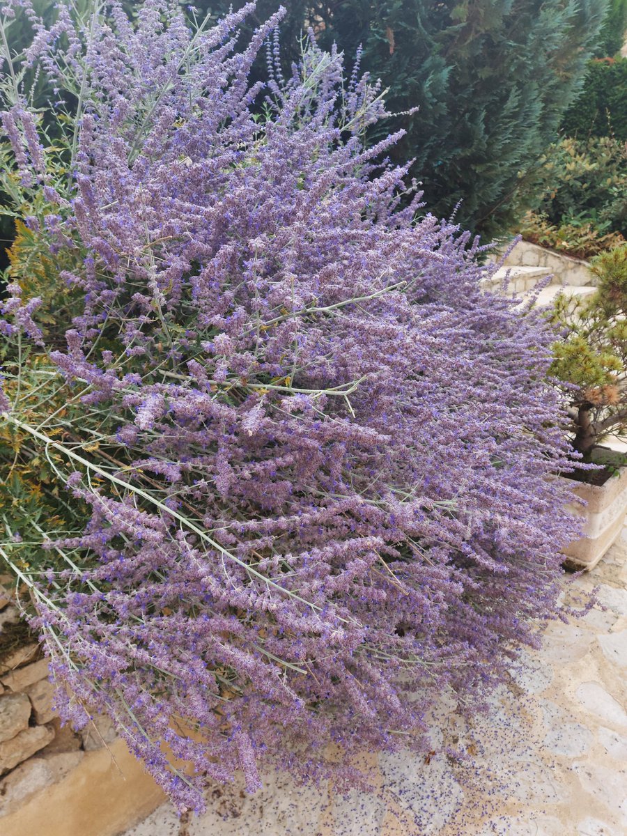 Side note The Lavender on my terrace is excellent this year