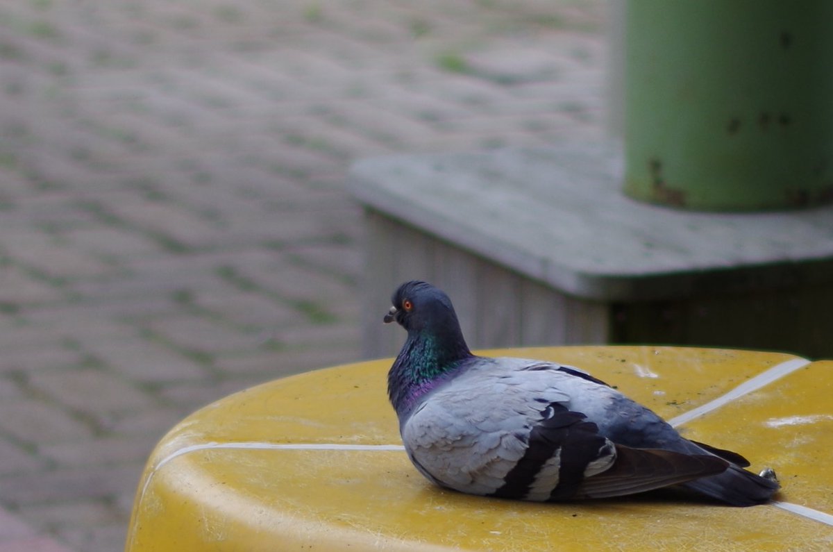 amekero's tweet image. 近くの公園のボス鳩です📸
一番良いポジションでまったりしてたので撮れました。

この鳩が逃げると周りの鳩も全部ついていきます🐦🐤🐤🐤

This dove is boss, It eats a lot of food and sleeps in a good position.🍚🍙🍛🍔 #Pegion