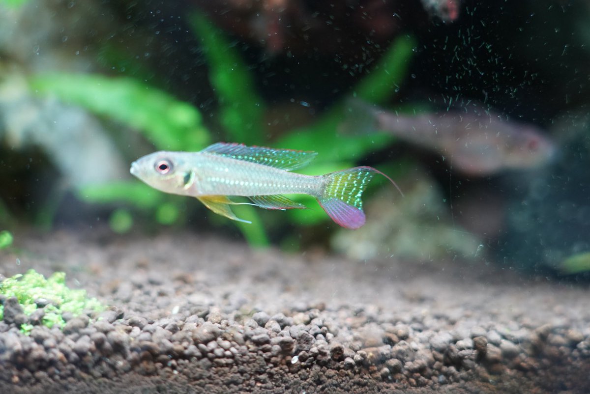 グリーンドワーフシクリッド