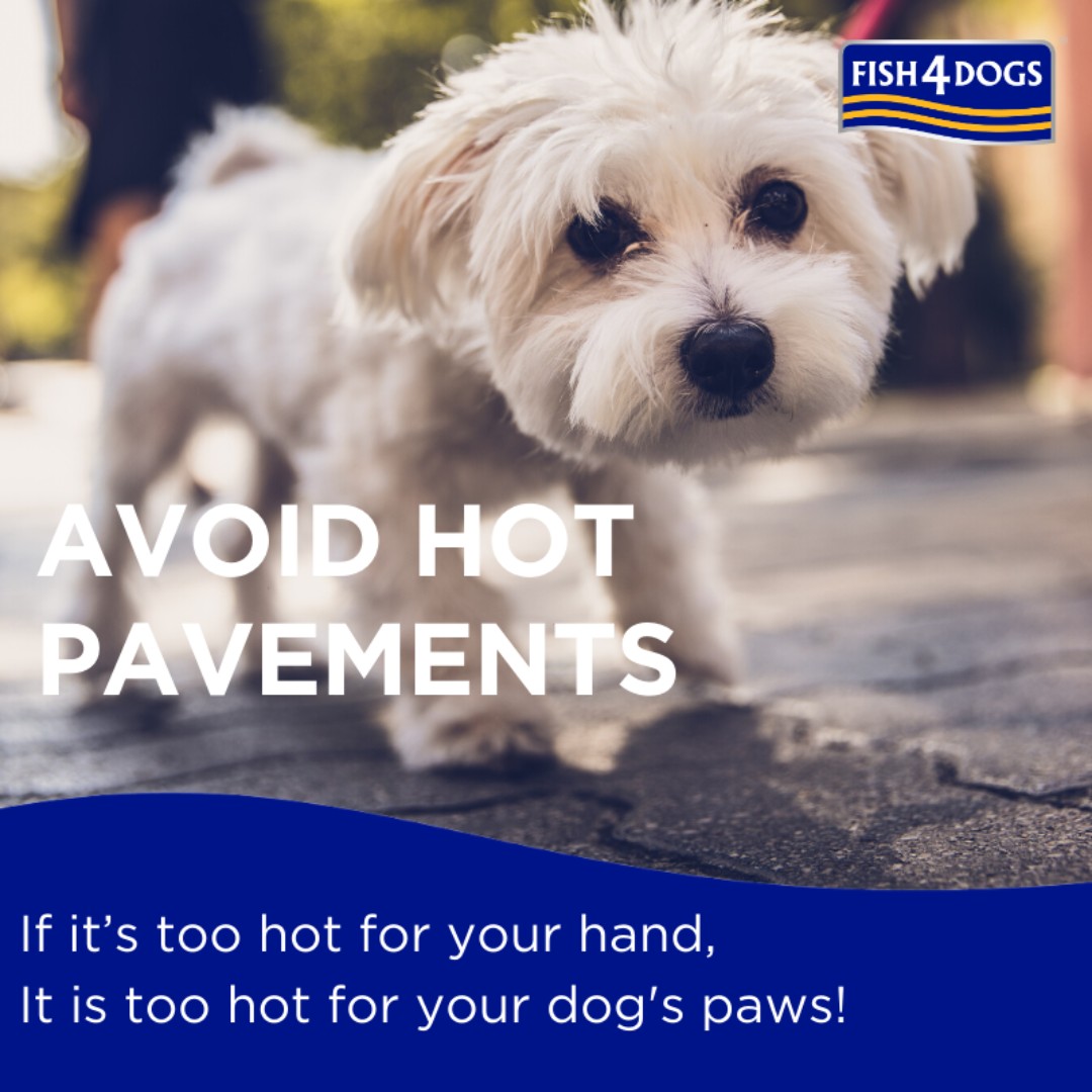 Fish4Dogs's tweet photo. Did you know - Dogs sweat through their paw pads, but it's by panting that dogs circulate the necessary air through their bodies to cool down. Is it too hot to walk your dog? If it's too hot for your hand, then it's too hot for your doggies paws! 
https://t.co/cZudVos9UG https://t.co/f952S1jdti