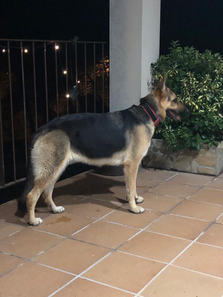 j_graells's tweet photo. Perro perdido en #vacarisses!!!! https://t.co/YUhNfFgumV