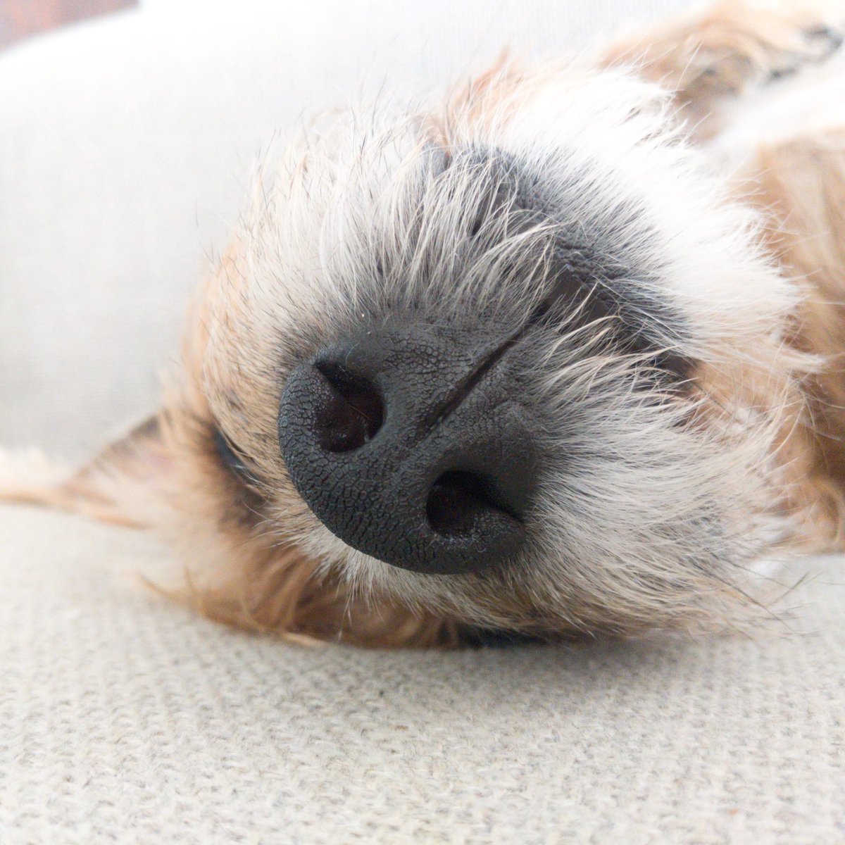 Got that Sunday feeling... Planning a lazy morning then it's perfect weather for long walk in the park. #SundayMorning #dogsoftwitter