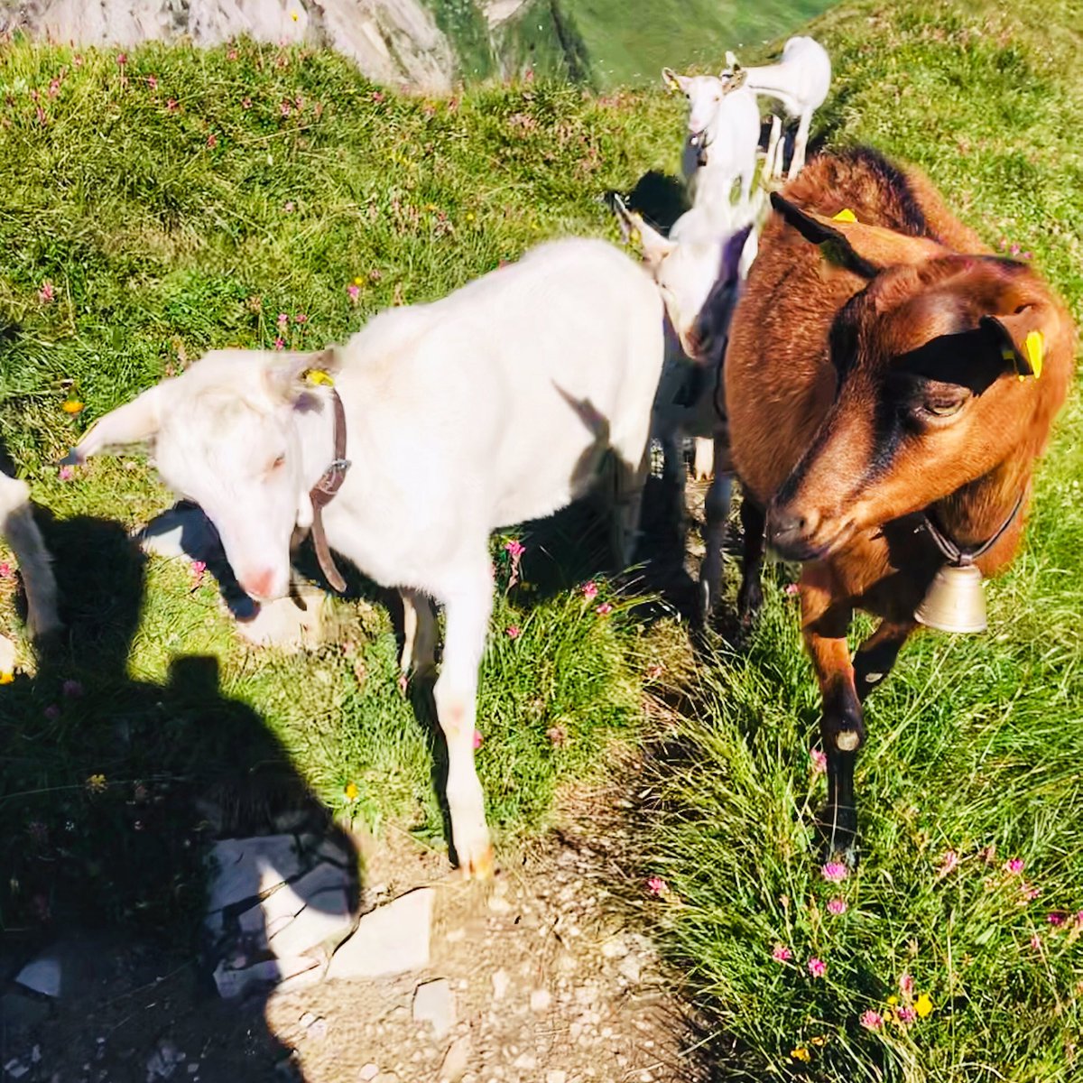 simplyhiking's tweet photo. 🌸 einer von de netten aber https://t.co/dBjqGyLPVN