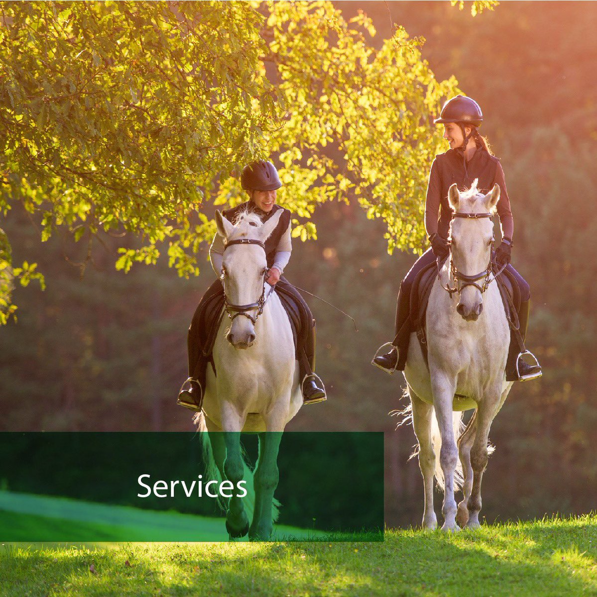AdaaEquestrian's tweet photo. We provide whatever you need to ensure a smoother process and monitor the growth of your club or sporting event.
Learn more about our services:
https://t.co/MRQxgRISKS https://t.co/X5lbEpbOHI