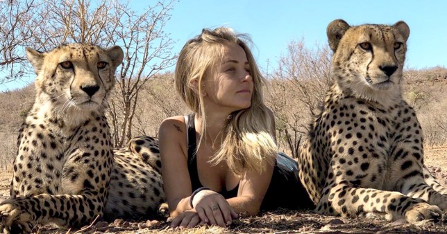 Tcastolo_'s tweet photo. The most dangerous species in the world with 2 cute cheetahs https://t.co/SEXBn3l3DM
