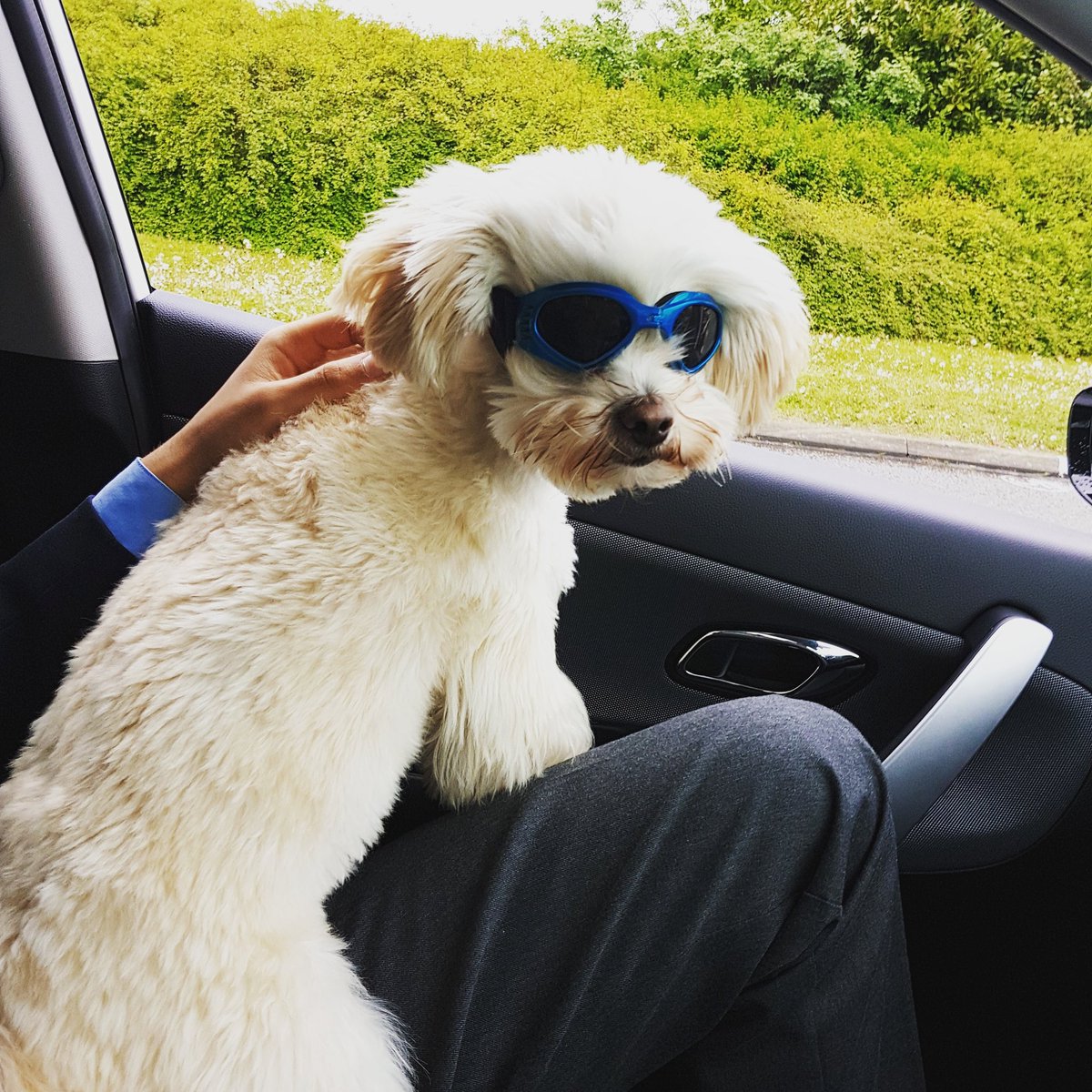 tiara teddy bear dog