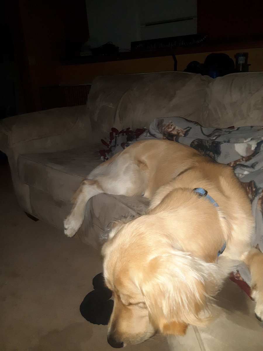 KellanRussell's tweet photo. Sometimes your dog just knows when you need him https://t.co/nVYSKdwM4l