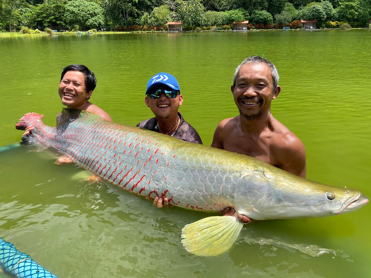 EXOTIC FISHING THAI (@exoticfishthai) | Twitter