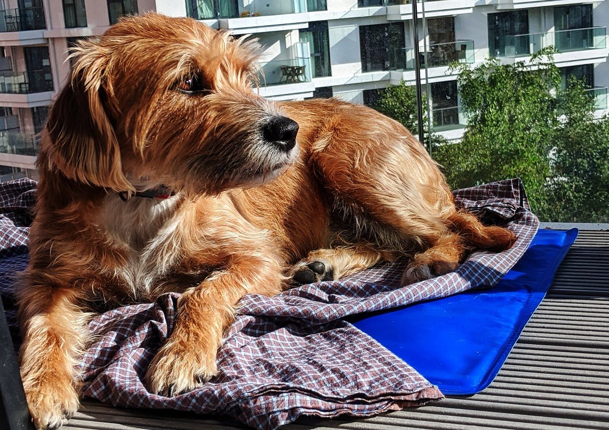 Sitting in the morning sun. #nationaldogphotographyday 
#dogs #RescueDogs <a href="/Battersea_/">Battersea</a>